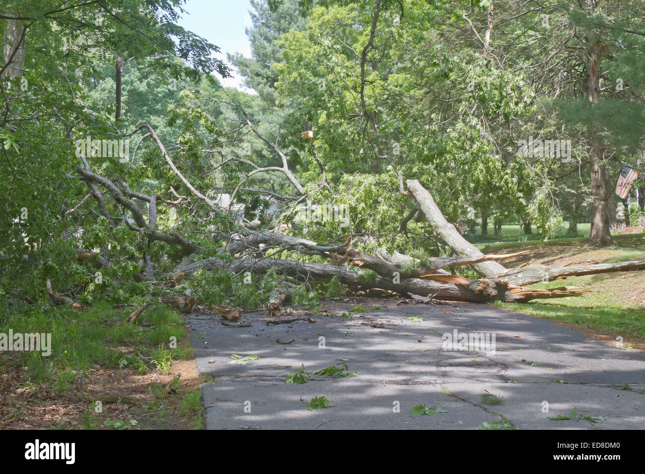 Tree falls in Chorley blocking road and taking out wall - LancsLive