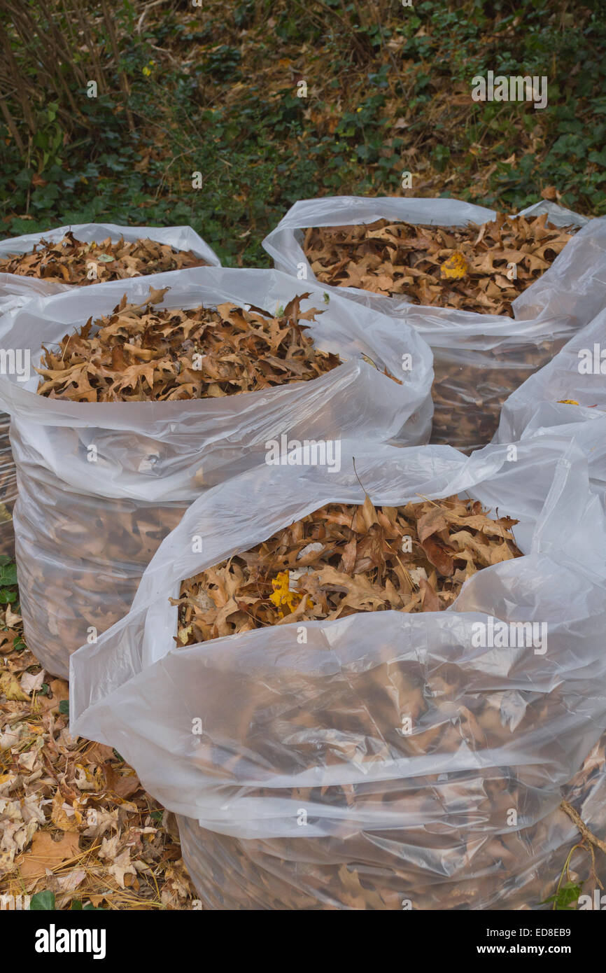 Four plastic trash bags filled with autumn oak tree leaves Stock Photo