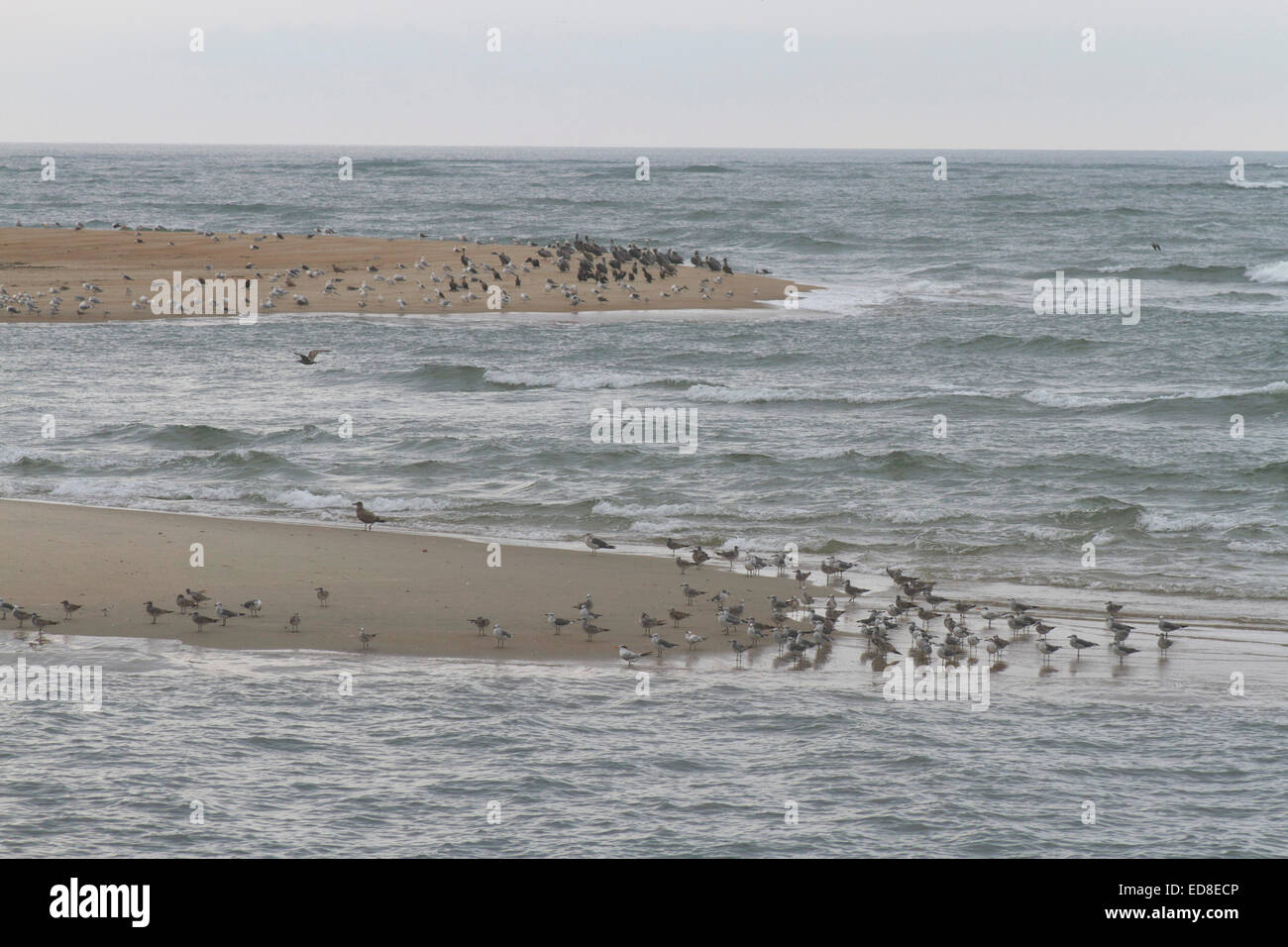 Wild birds congregate on a sand bar in Pamlico Sound in the Outer Banks of North Carolina, USA Stock Photo