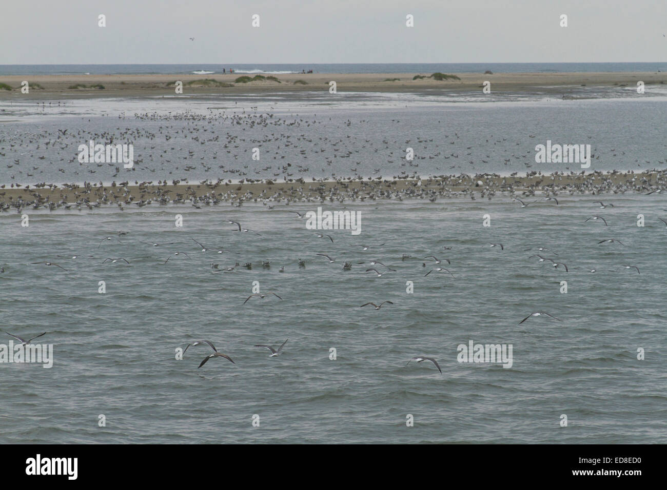 Wild birds congregate on a sand bar habitat in Pamlico Sound in the Outer Banks of North Carolina, USA Stock Photo