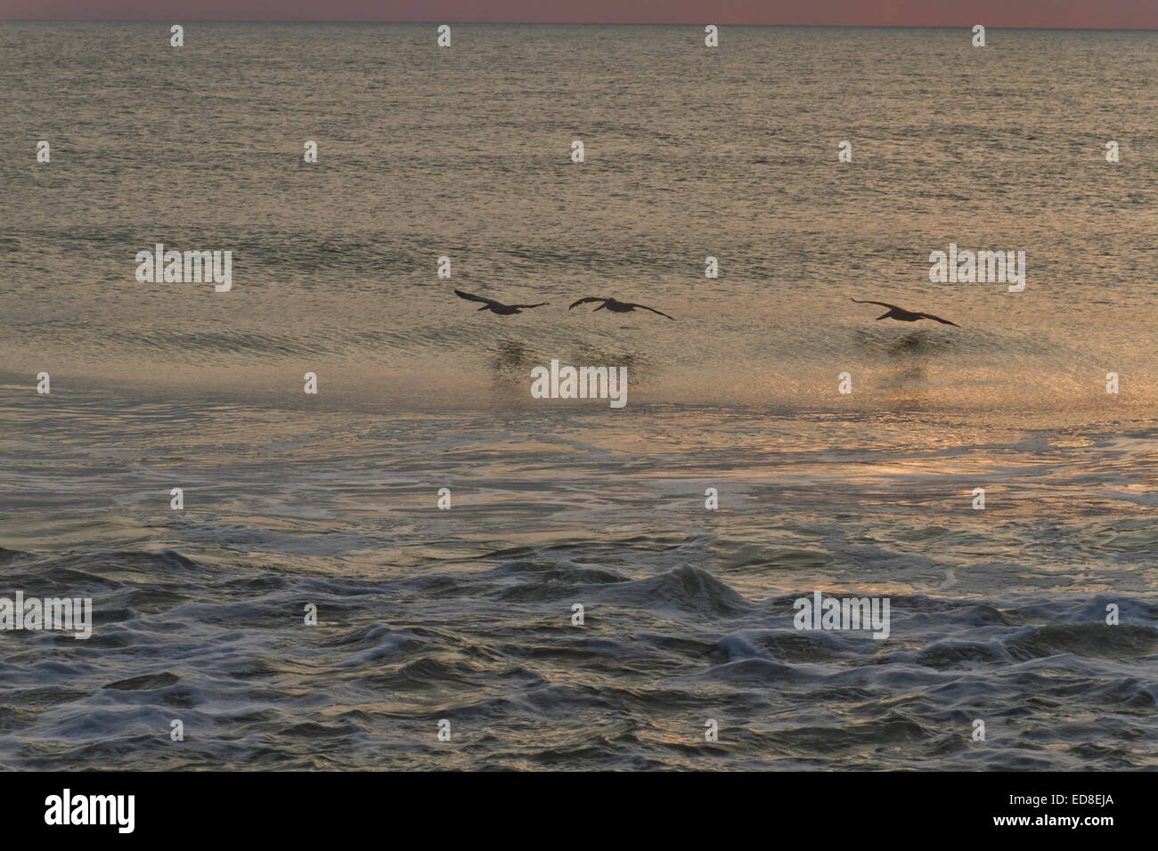 A row of three pelicans flying low over a becalmed ocean at sunset hunting for food Stock Photo