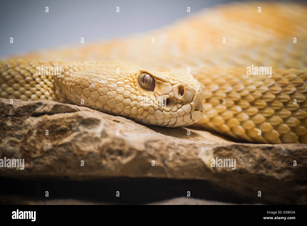 Beautiful snake lying in the sun with fine scales on their skin Stock Photo