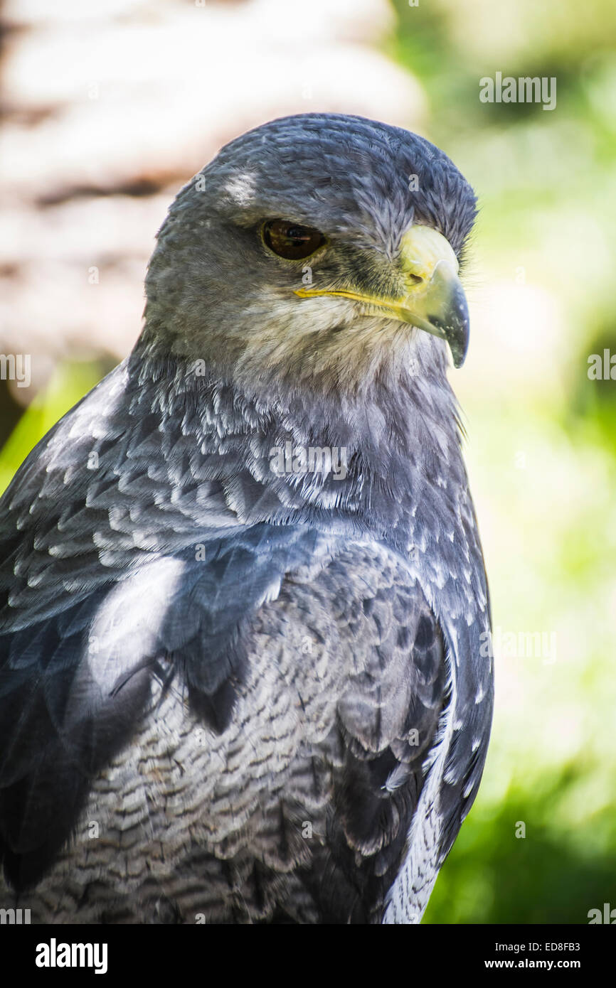 Spanish falcon in a medieval fair raptors Stock Photo - Alamy