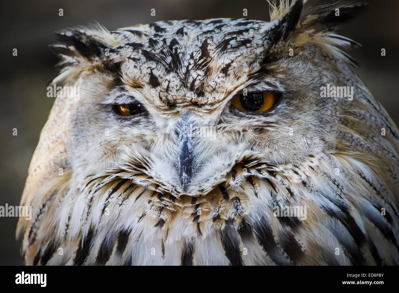 Spanish owl in a medieval fair raptors Stock Photo Alamy