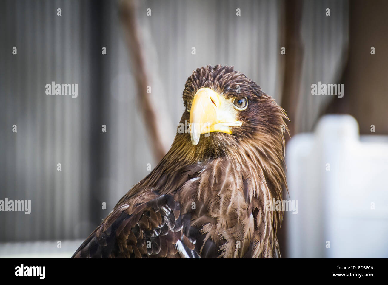Spanish golden eagle in a medieval fair raptors Stock Photo Alamy