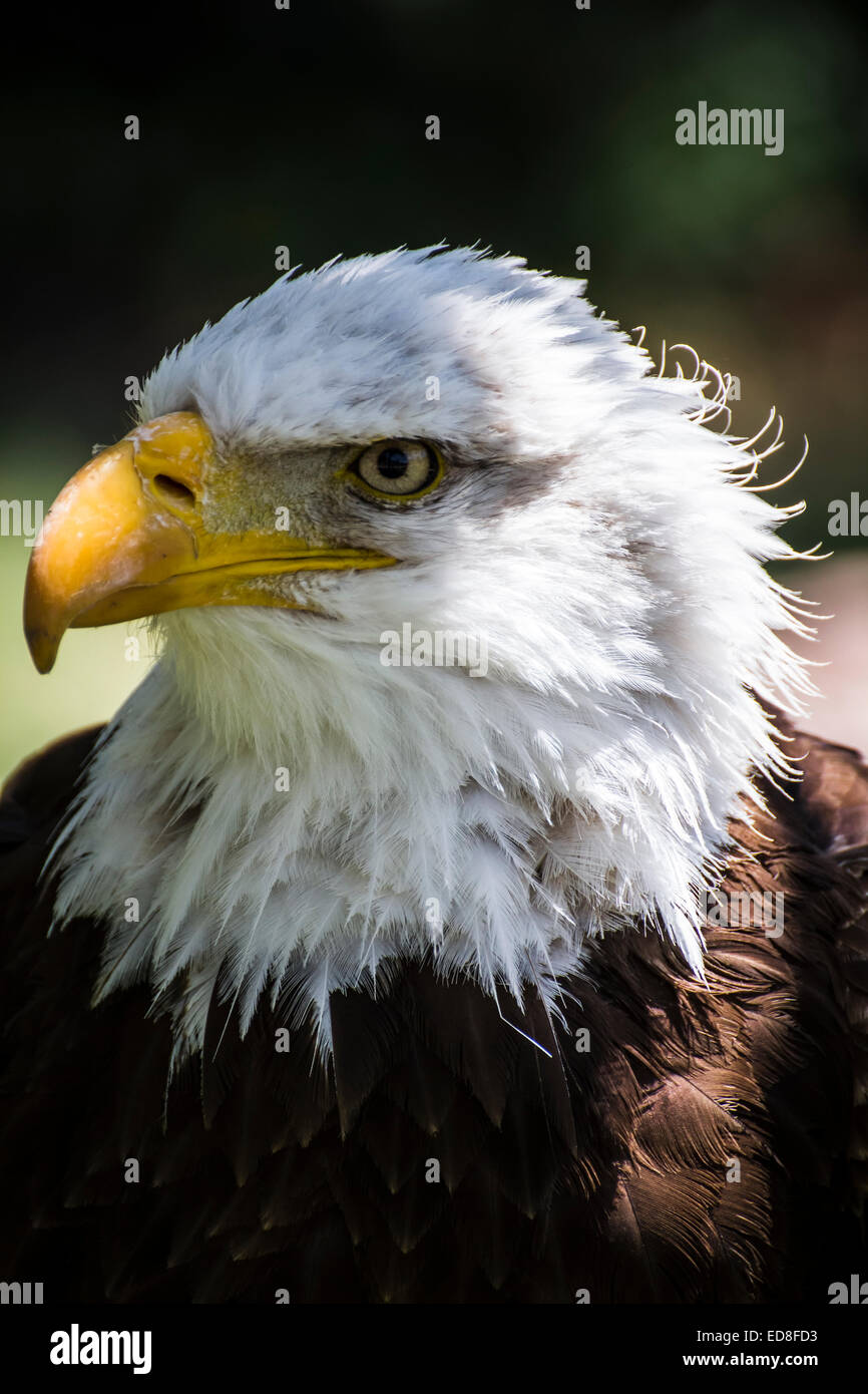 American white-headed eagle Stock Photo