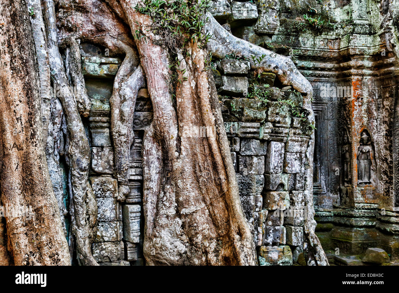 Ta Prohm temple overgrown with Strangler Fig tree roots at Angkor ...