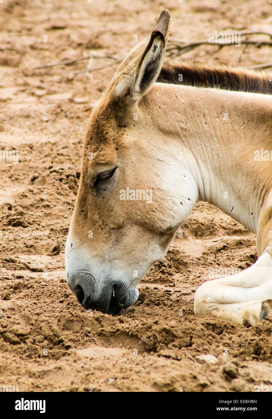 Adult Onager (Equus hemionus), lying down and grazing. Stock Photo