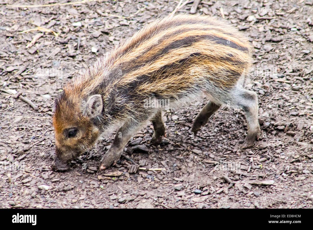 Young and small Visayan Warty Piglet, sniffing the soil. Stock Photo