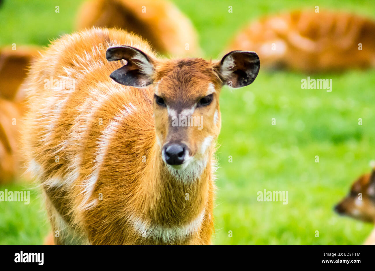 Sitatunga (also Known As Marshbuck, Tragelaphus Spekii) African ...