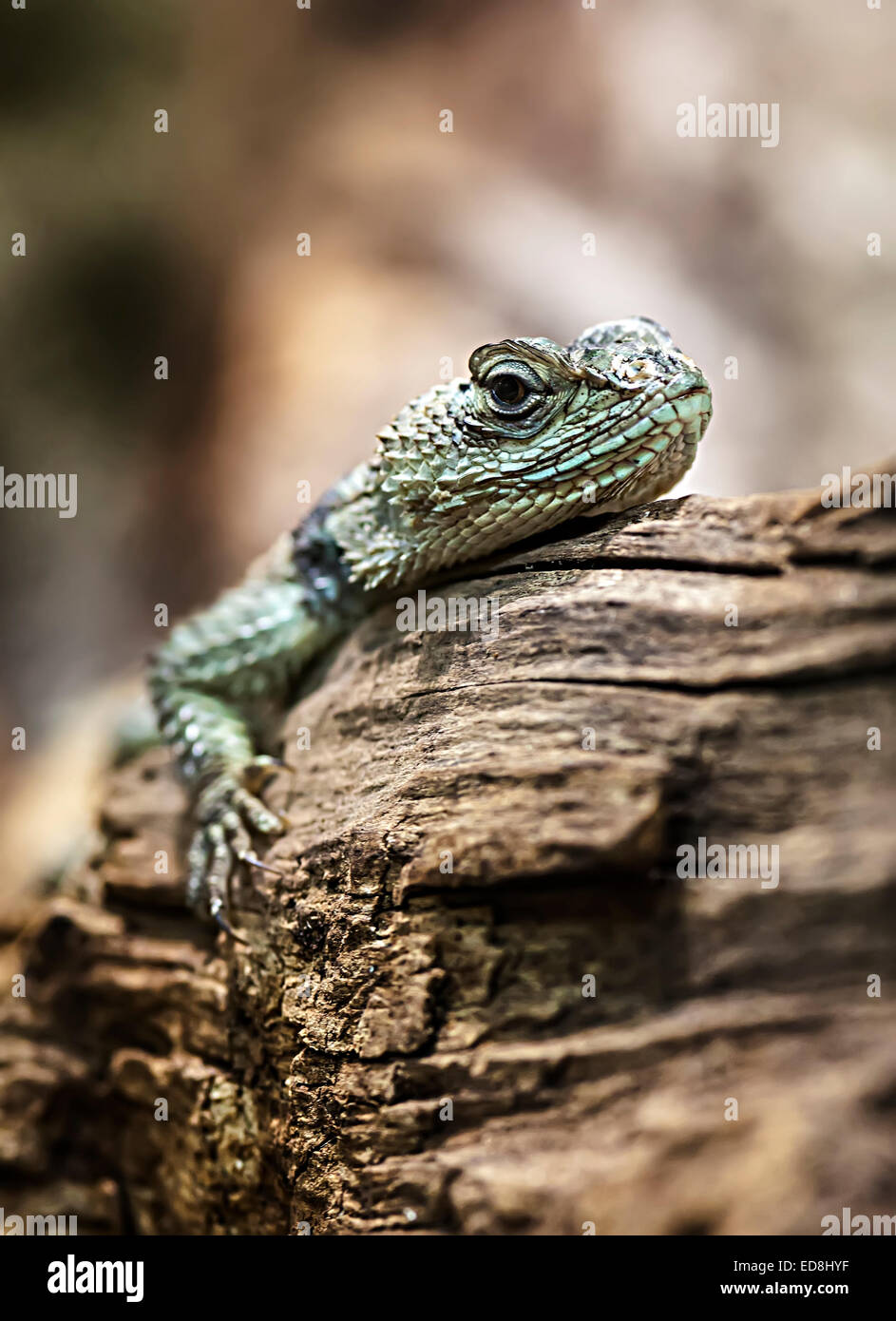 Sceloporus serrifer cyanogenys hires stock photography and images Alamy