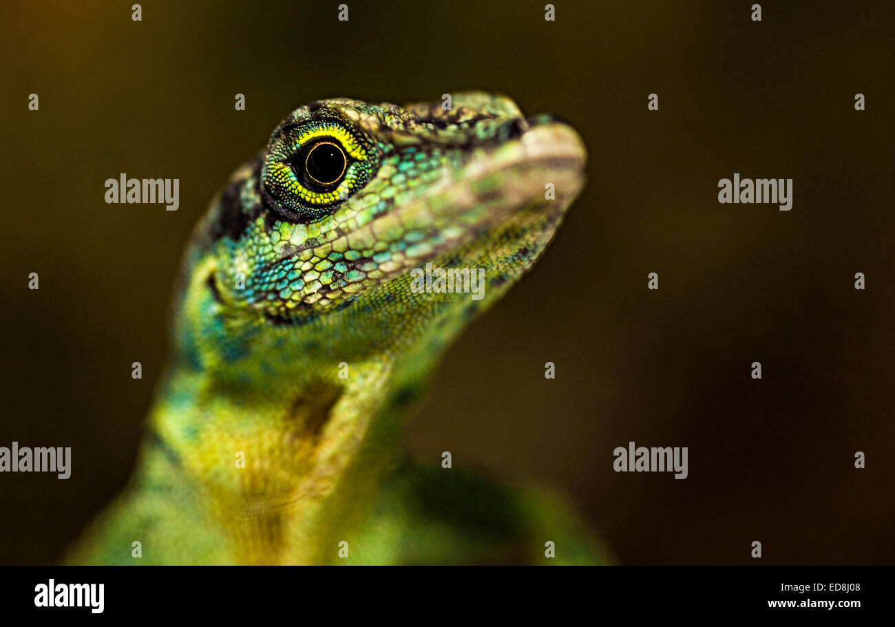 Lizard head and eye Stock Photo