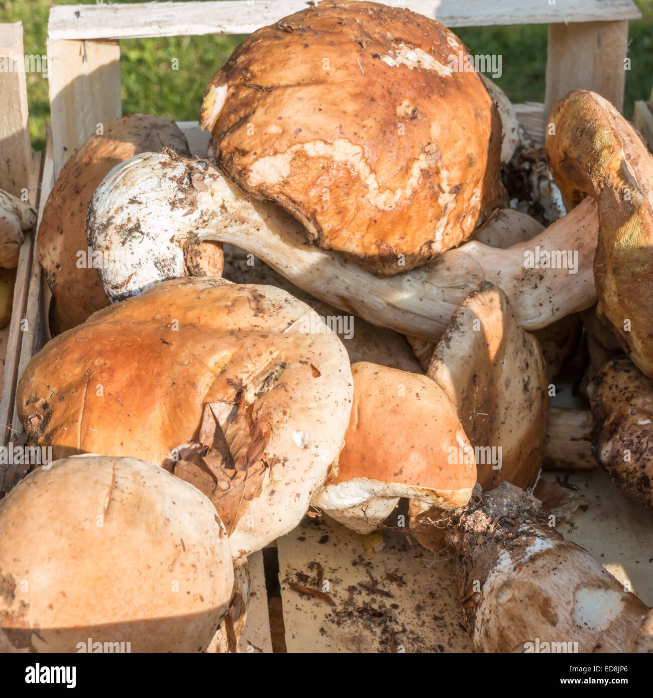 porcini mushrooms fresh harvest in wodden bowl Stock Photo