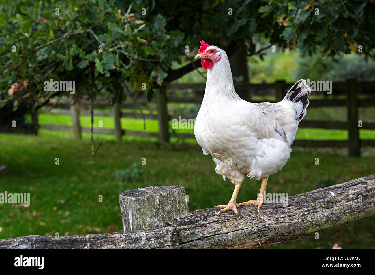 White cockerel on fence, UK Stock Photo