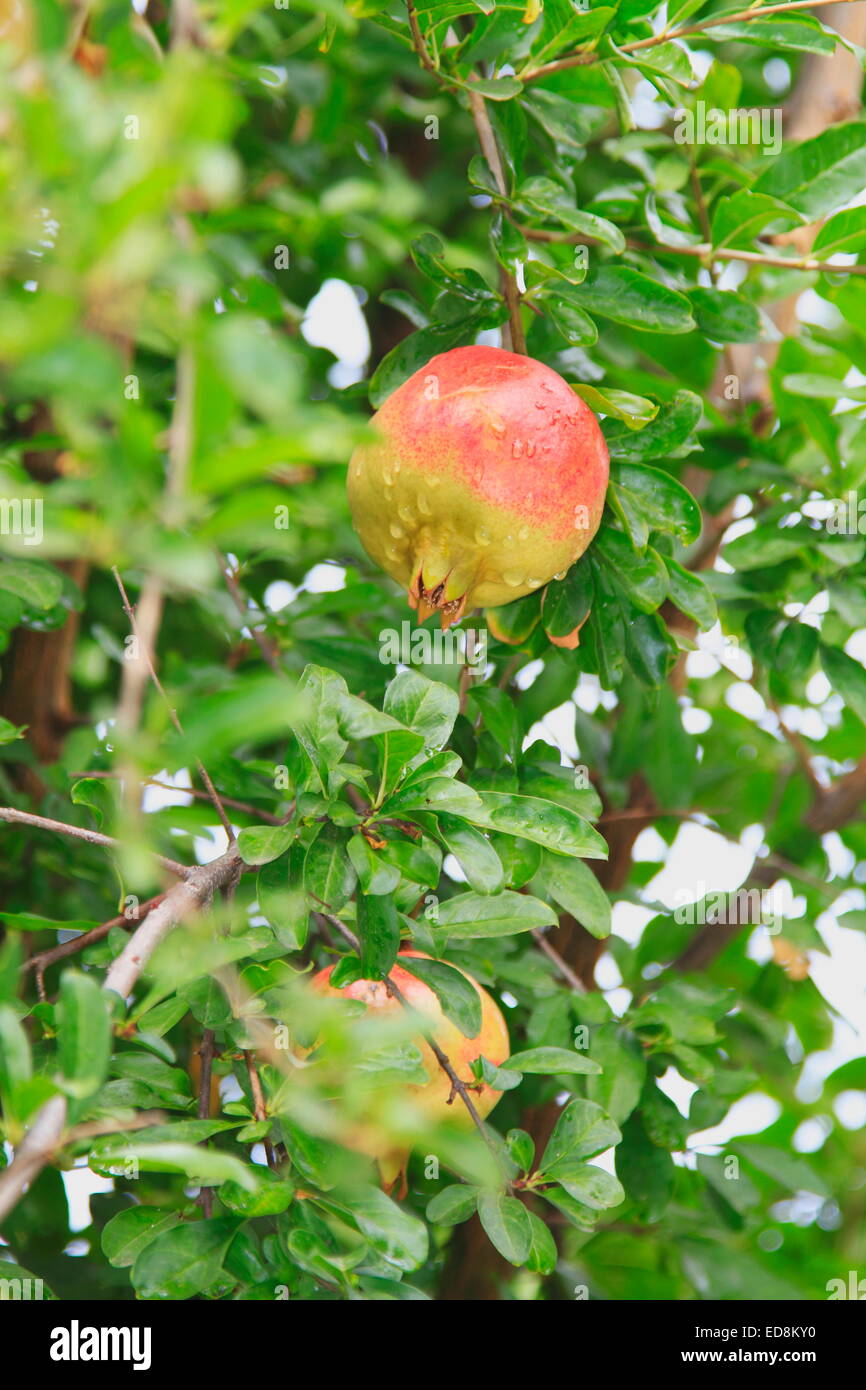 Pomegranate fruit on branch of tree. Antalya, Turkey Stock Photo