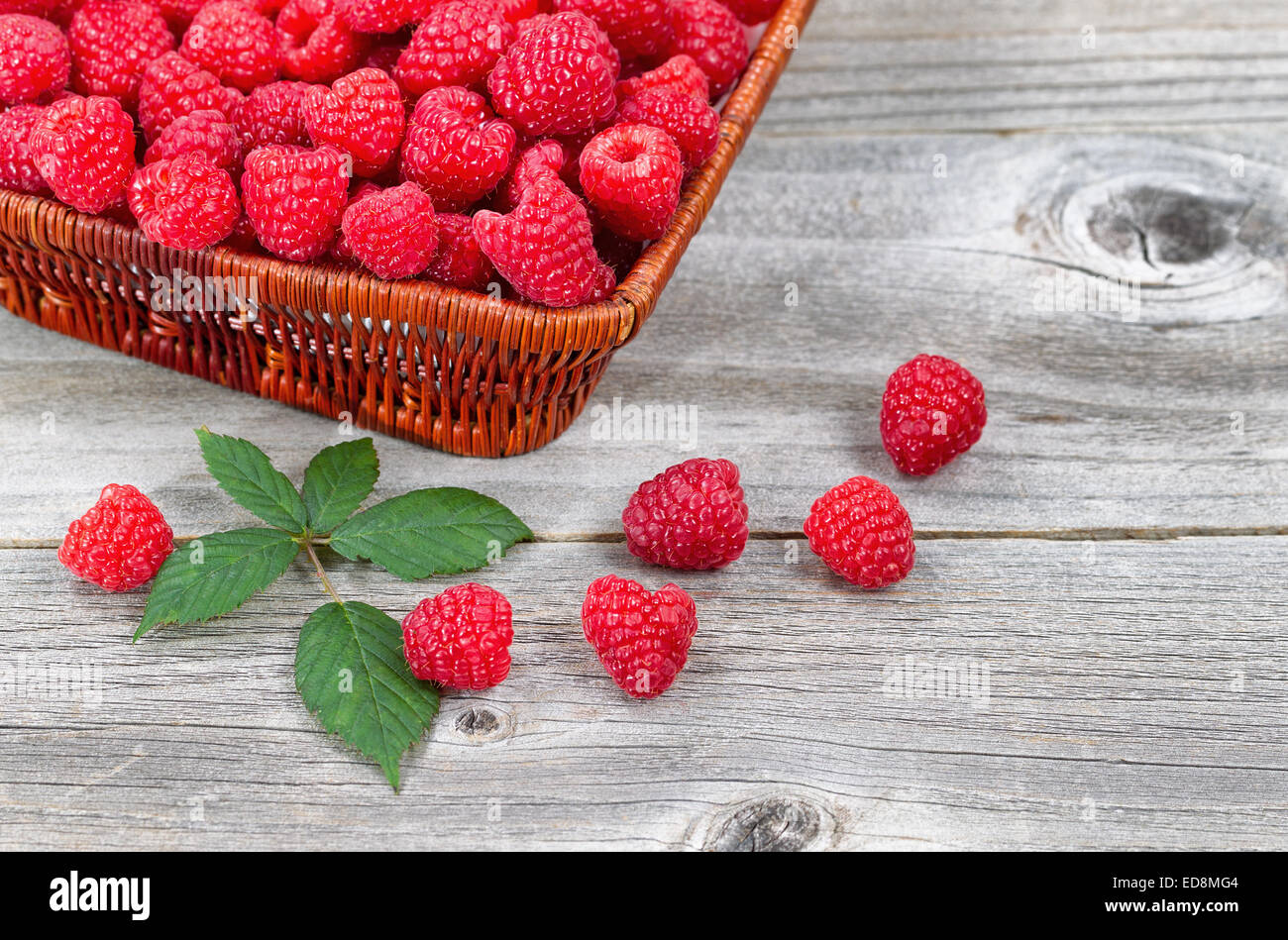 Close up of a basket filled with fresh Raspberries, some falling out, on rustic wood with berry branch leaf. Stock Photo