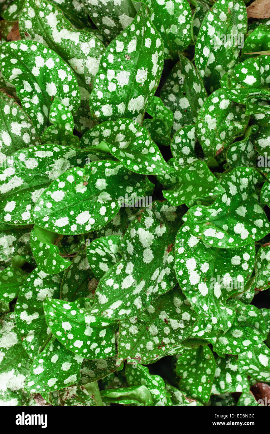 Leaves of a Pulmonaria saccharata background Stock Photo