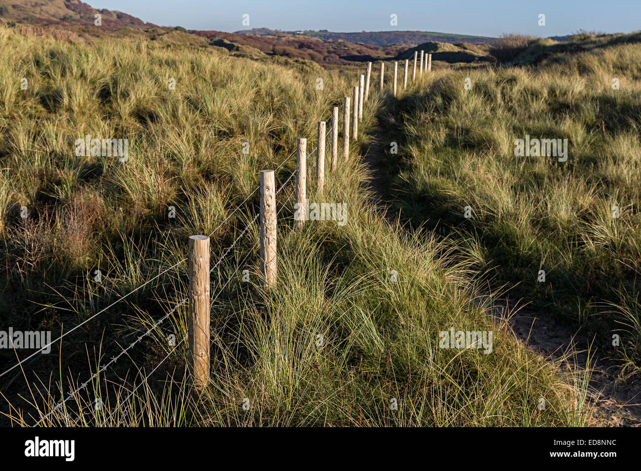 Fence to restrict cattle grazing on fixed dune habitat with marram grass, Merthyr Mawr, Wales, UK Stock Photo
