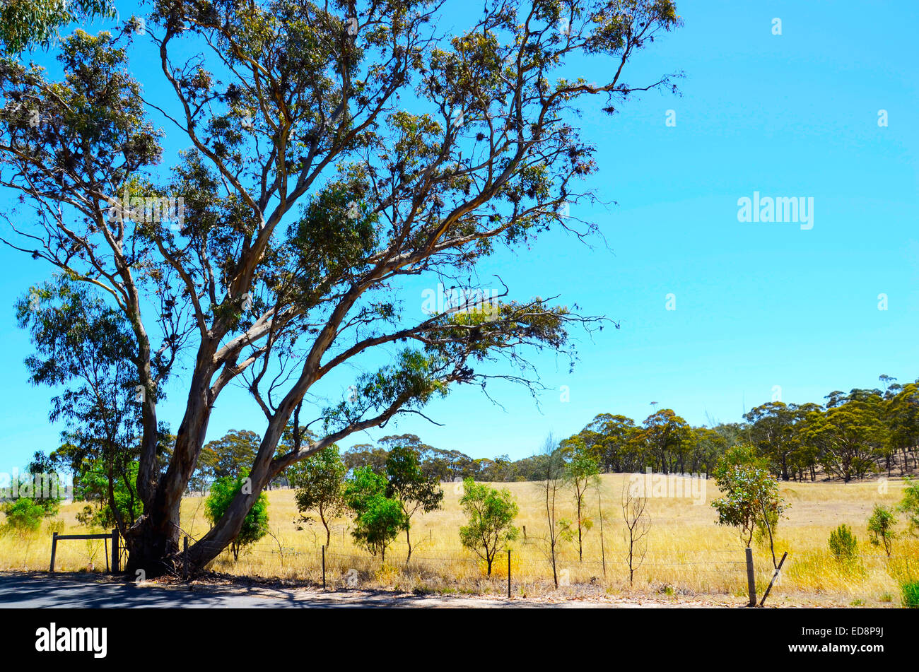 Australian landscape near Henschke, estate in Barossa Valley, South Australia. Stock Photo