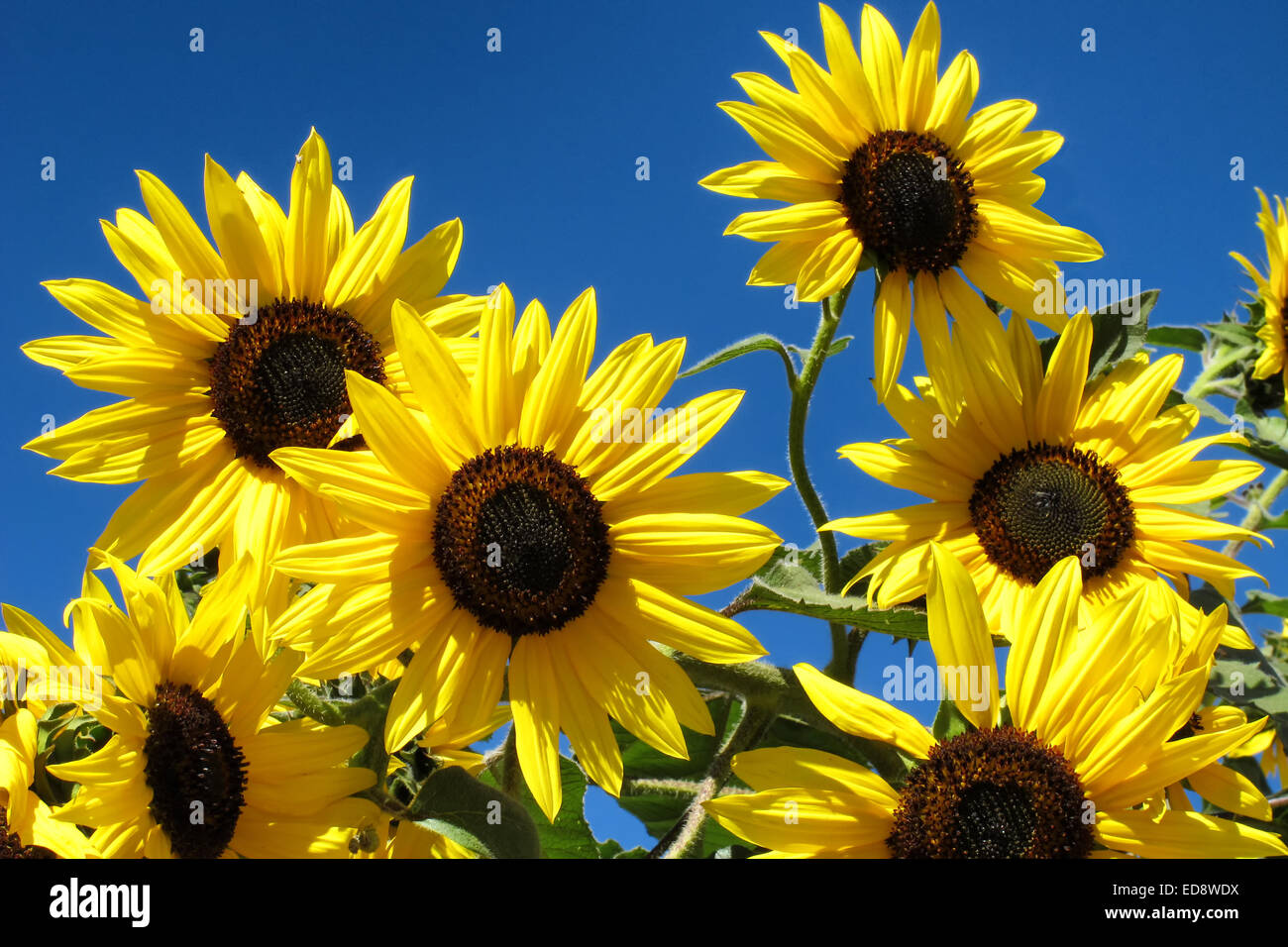 Sung Kim 「Red River Sunflower Farm」ギャラリーラップフローターフレームキャンバス、36X48 写真