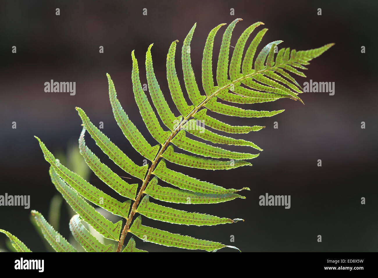 Curly fern leaf hi-res stock photography and images - Alamy