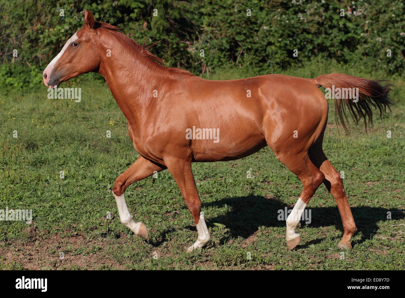 Stallion stud male hi-res stock photography and images - Alamy