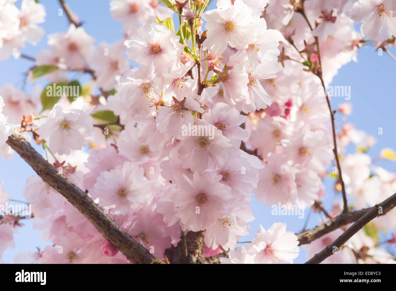 branch of the cherry blossoms against the blue sky Stock Photo - Alamy