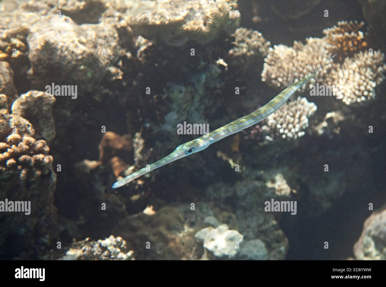 Bluespotted cornetfish hi-res stock photography and images - Alamy
