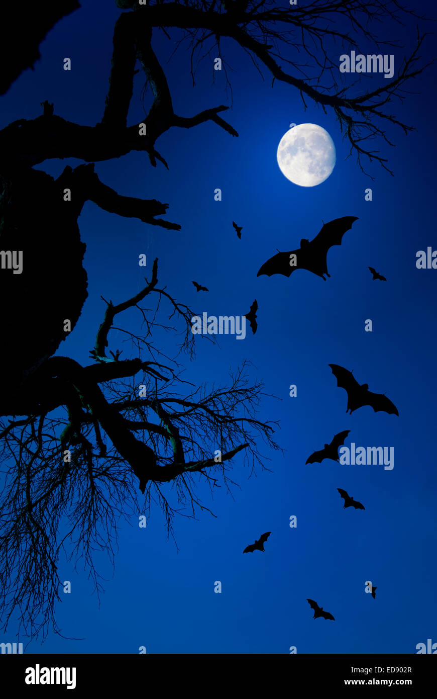 dramatic night scene with dead tree, rising moon and flying bats in silhouette Stock Photo