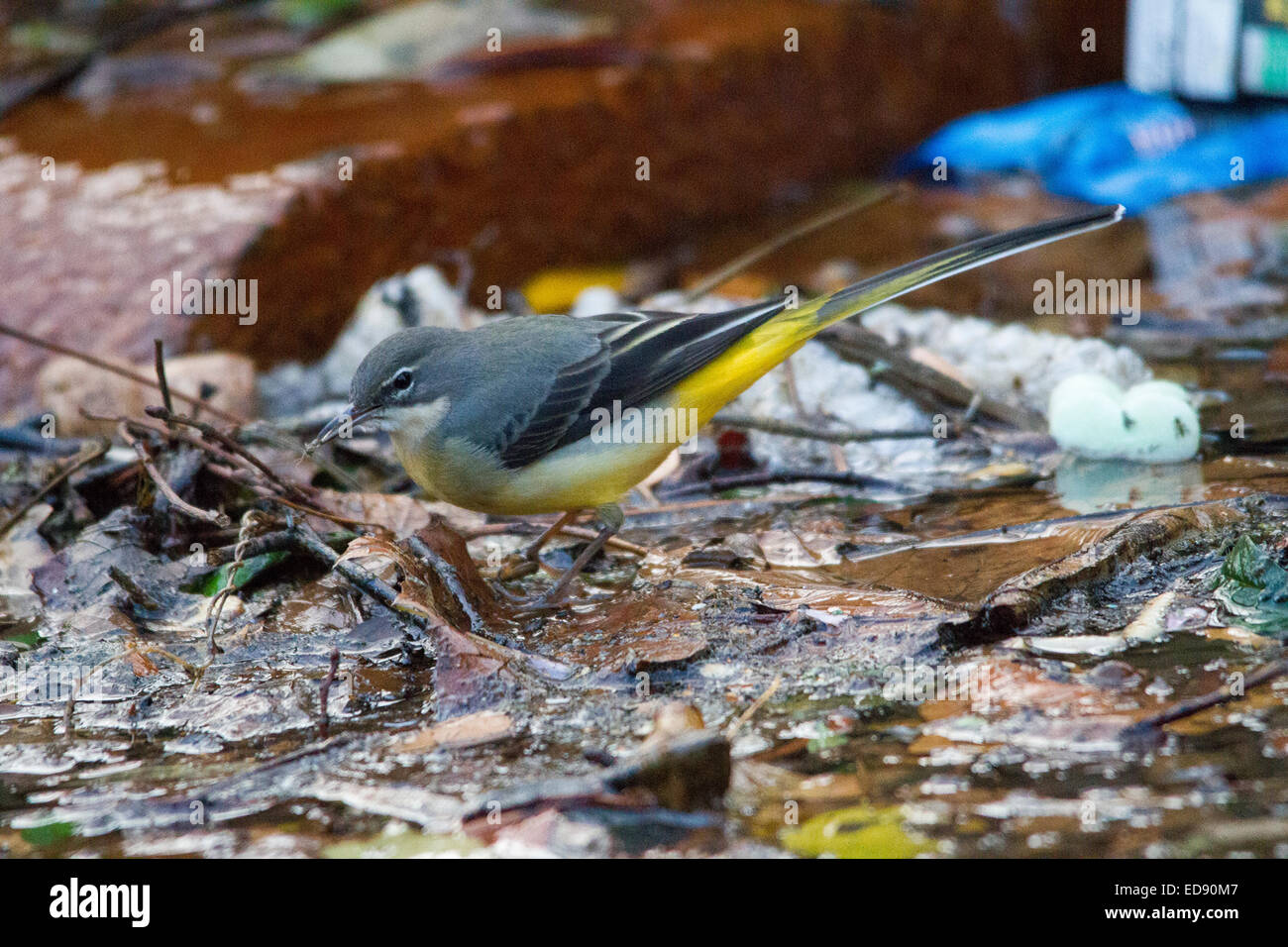 Grey wagtail looking for insects as it balances on leaves Wapping canal, site of old London docks. Stock Photo
