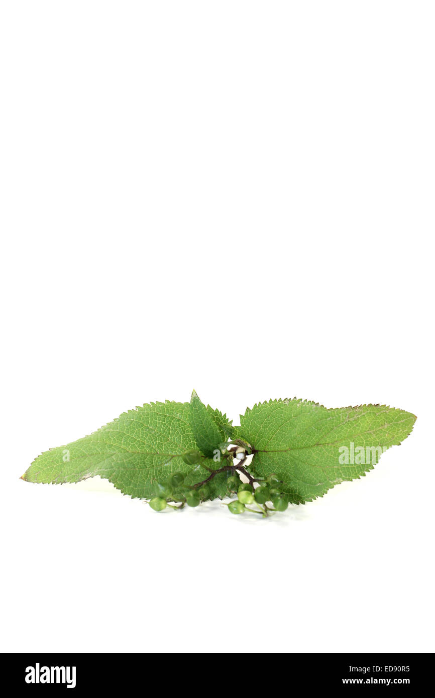 fresh green healing Bei Xuan Shen on a light background Stock Photo