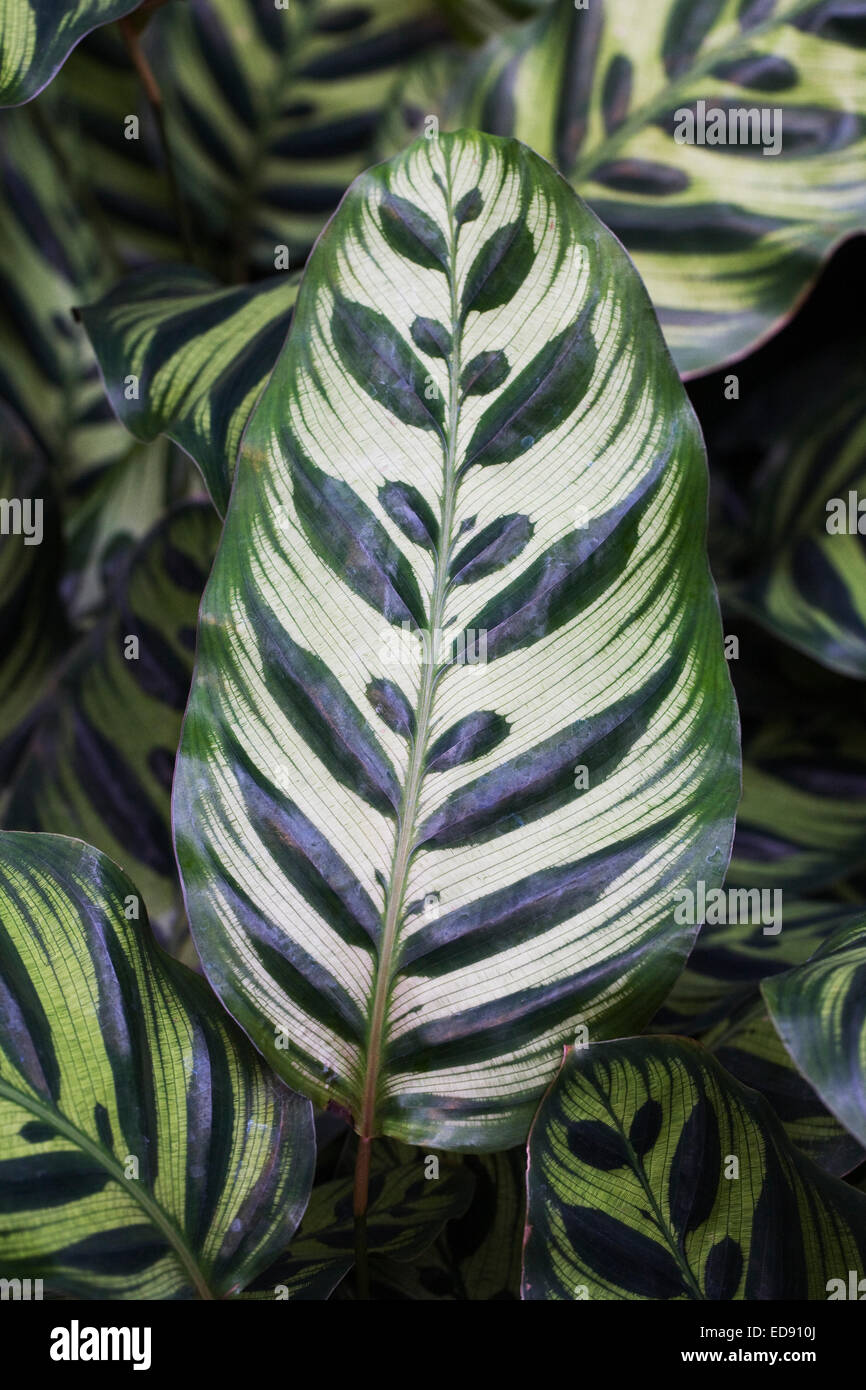 Calathea makoyana leaves growing in a protected environment. Peacock plant leaves. Stock Photo