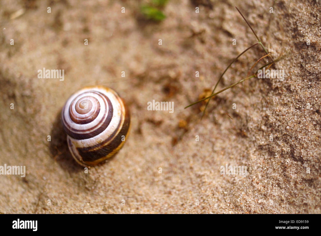 Empty snail shell on beach Stock Photo