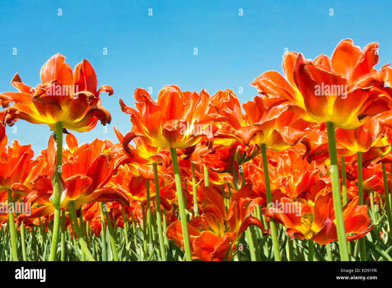 Flower bed with many red tulips on blue sky Stock Photo - Alamy