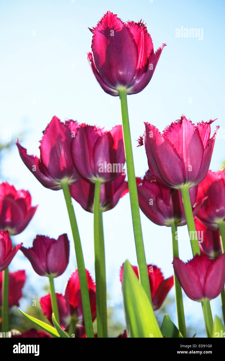 Few crimson tulips on blue sky background, vertical view Stock Photo ...