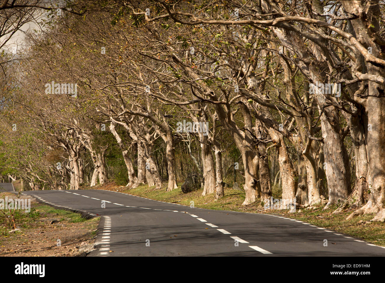 Mauritius, Le Morne, gnarled trees overhanging coast road Stock Photo