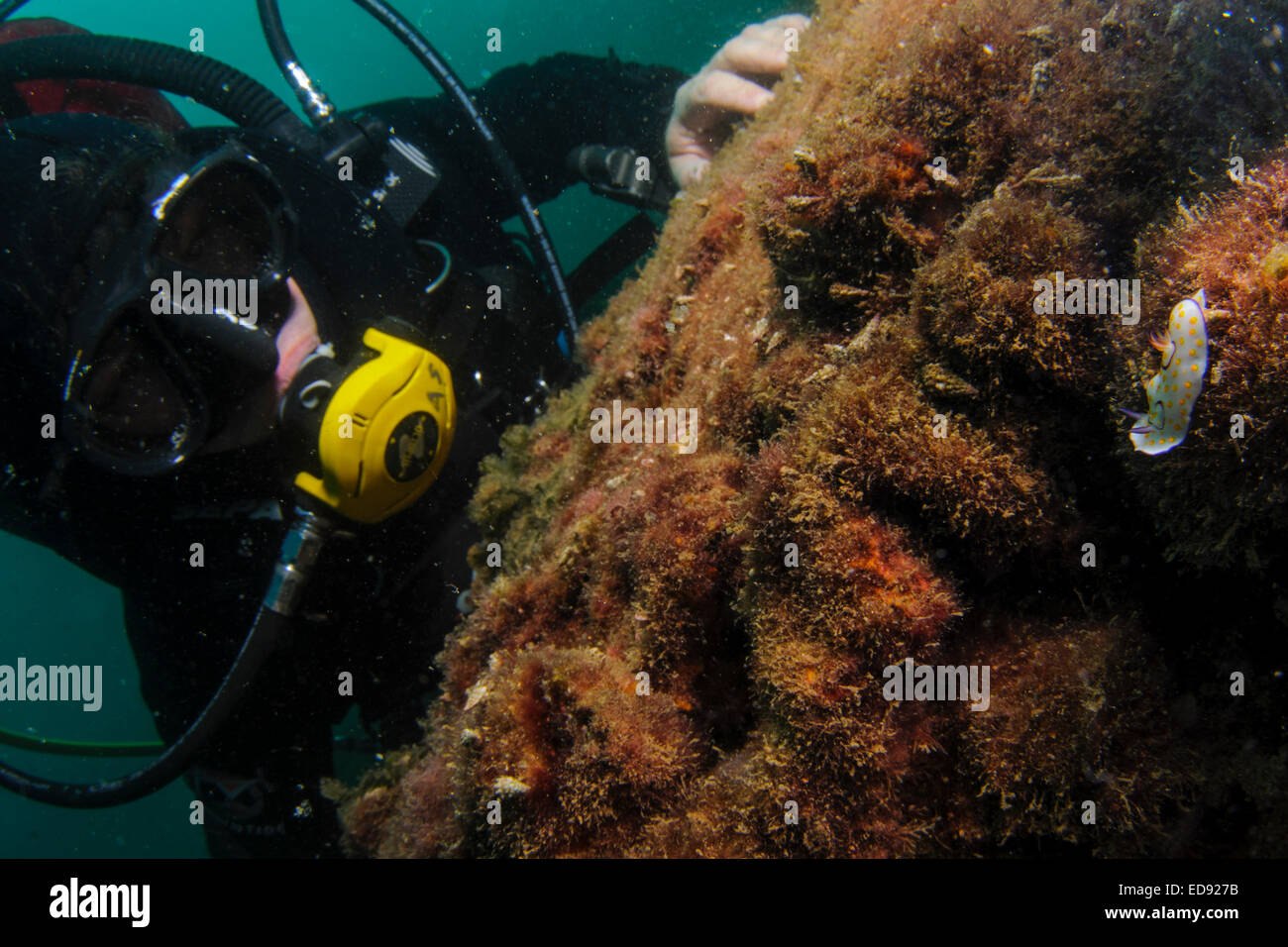 A scuba diver(left) is looking at a Chromodoris annulata (Right). A large smooth pale-bodied nudibranch with many vivid yellow s Stock Photo