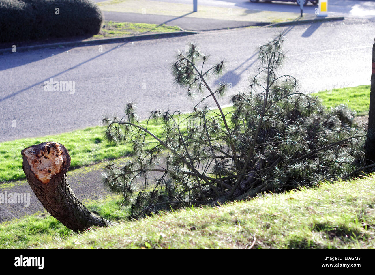 Annesley, Nottinghamshire, UK.  02nd January 2015. Overnight gale forces winds gusting between 50-70mph brought down many trees around the East Midlands .Annesley business park(Nottinghamshire) just of junction 27 of the M1 is littered with broken branches  and damaged trees . Credit:  IFIMAGE/Alamy Live News Stock Photo