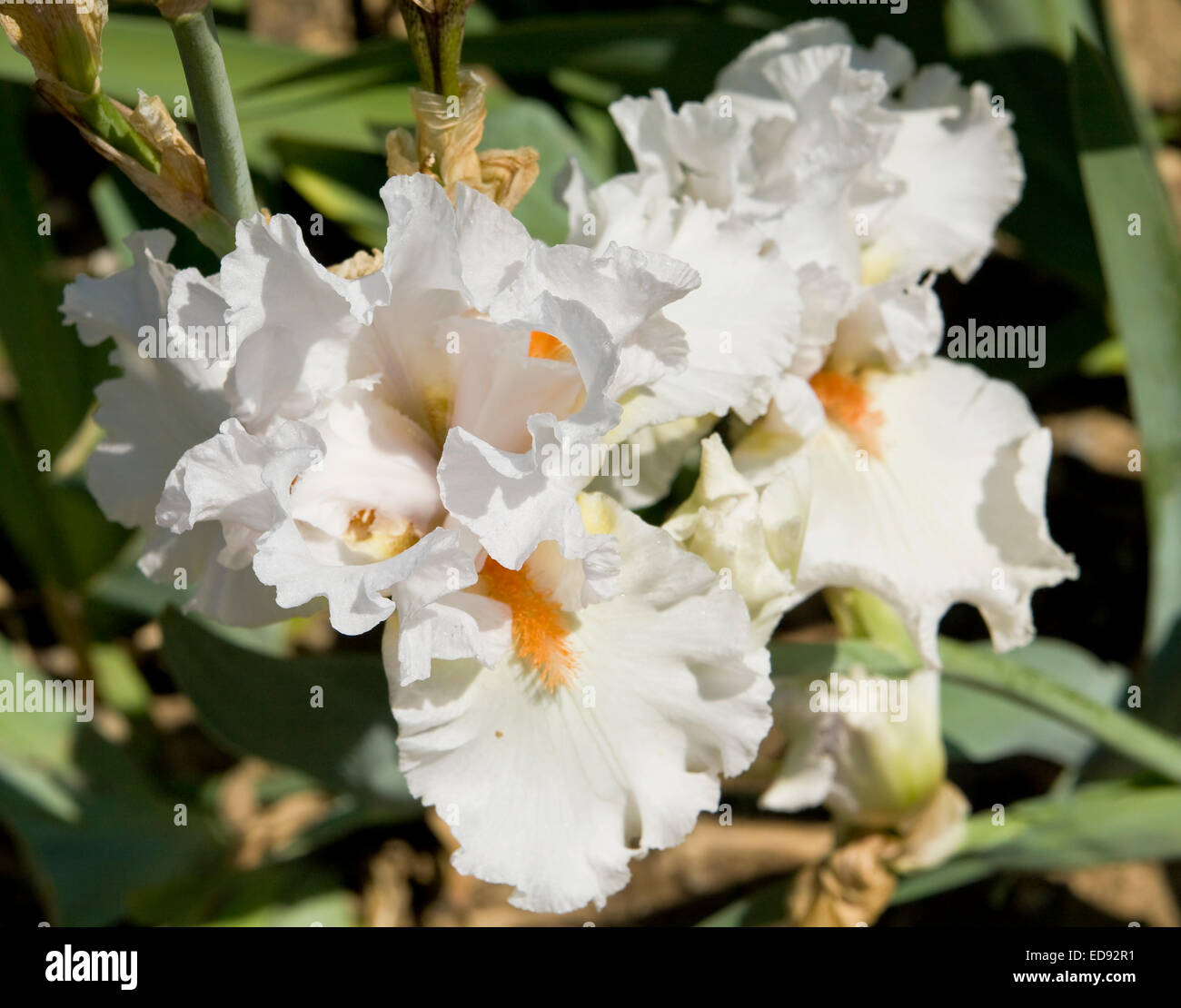 Two blue irises sort Heabenly Rapture. Stock Photo