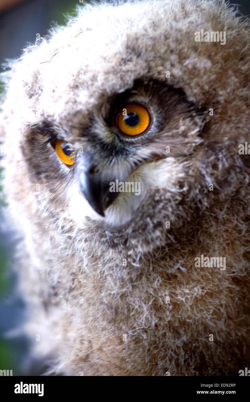 Baby owl / Fluffy owlet Stock Photo Alamy