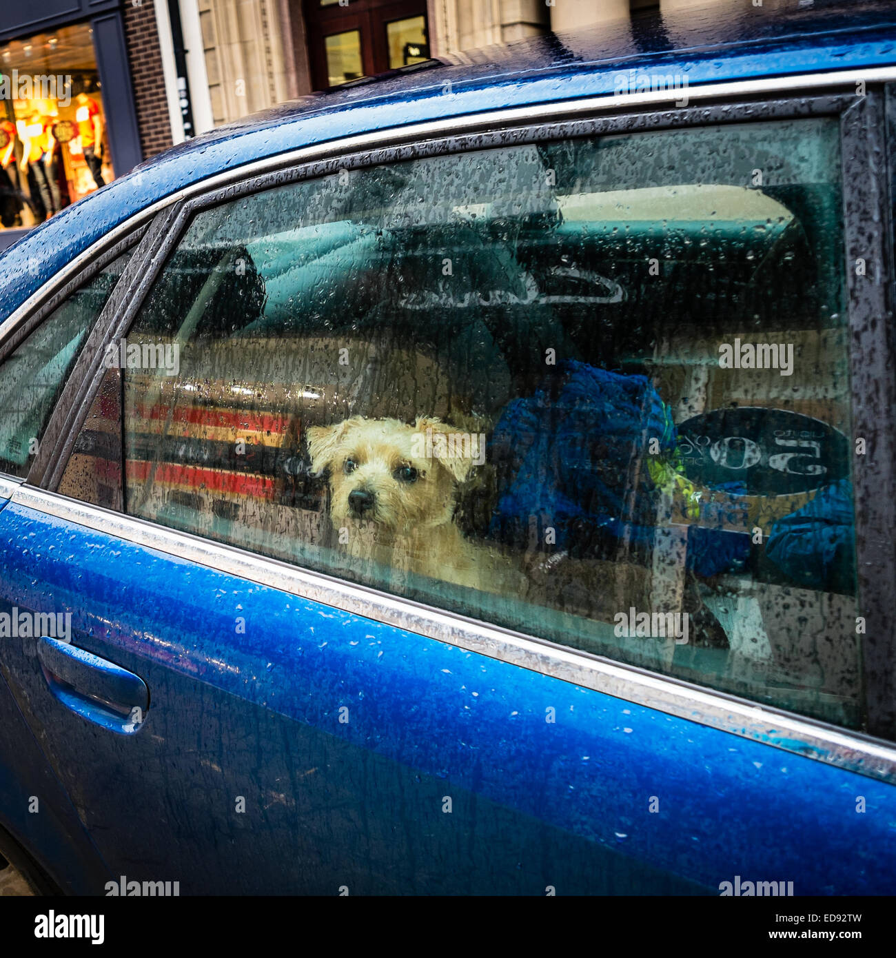 can-dogs-find-their-way-home-in-the-rain
