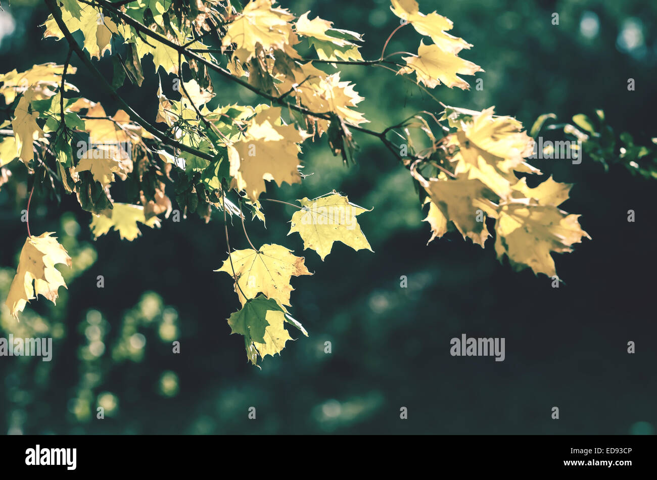 Retro Photo Of Autumn Forest Golden Tree Leaves Stock Photo Alamy
