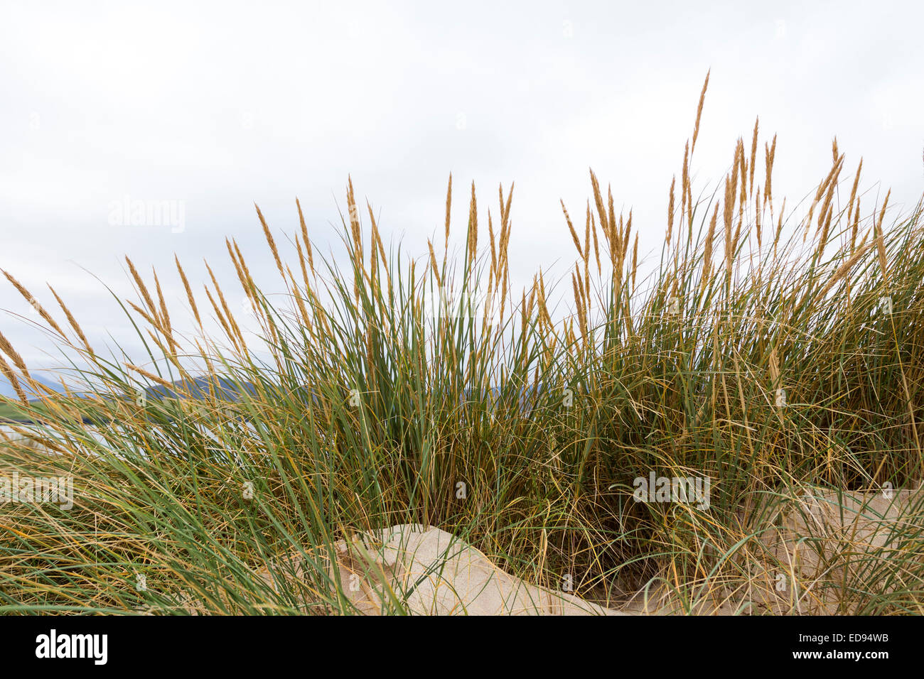 Marram Grass Ammophila arenaria on the Sand Dunes of An Fharaid with Balnakeil Bay Behind, Durness Sutherland Scotland UK Stock Photo