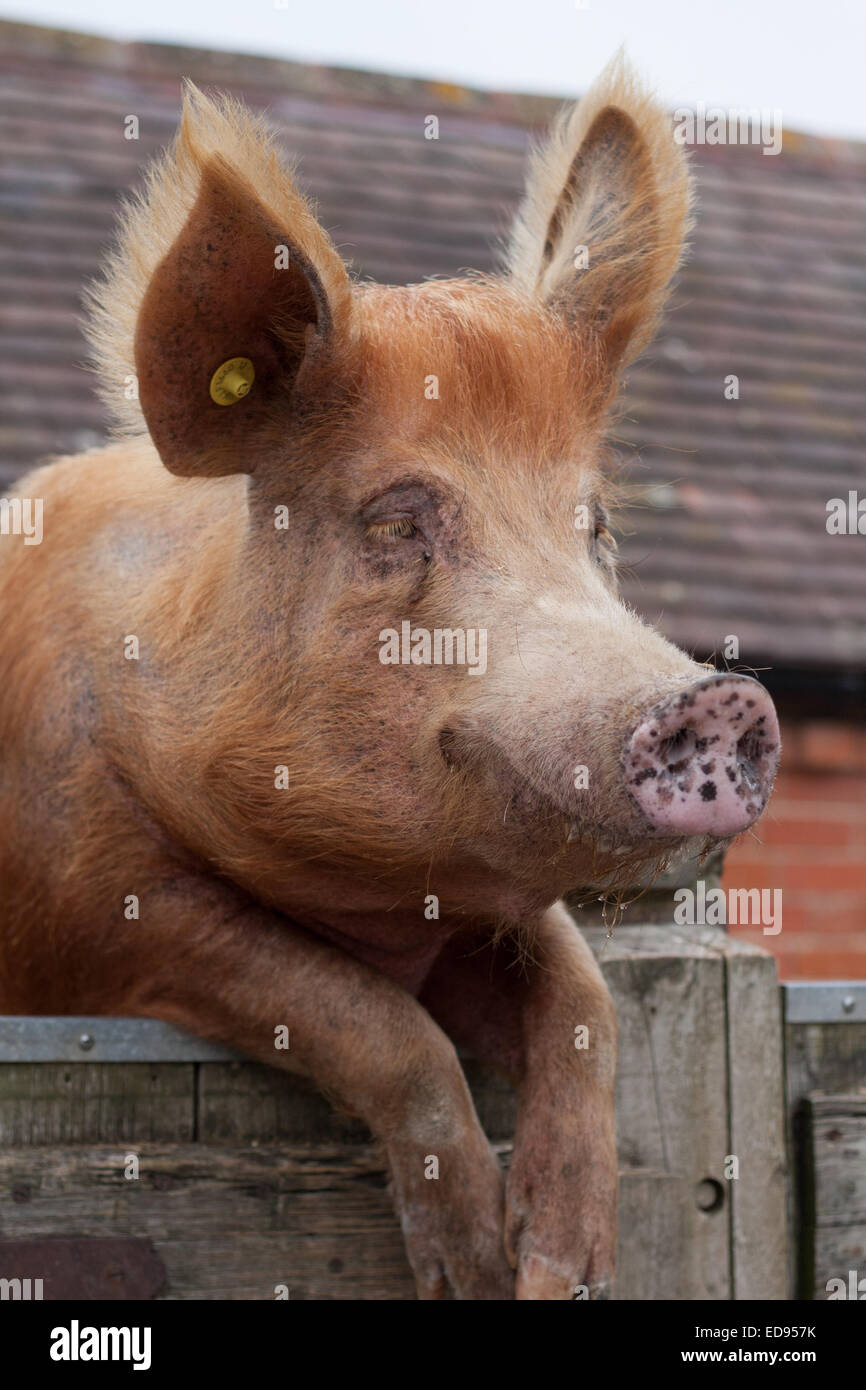 A hairy tamworth ginger pig looking over a gate on the the farm Stock Photo