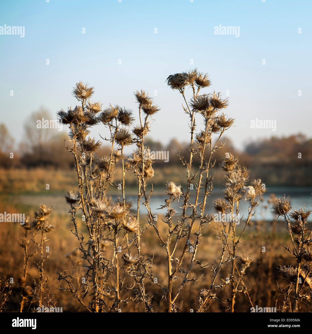 Gold Plant High Resolution Stock Photography and Images - Alamy