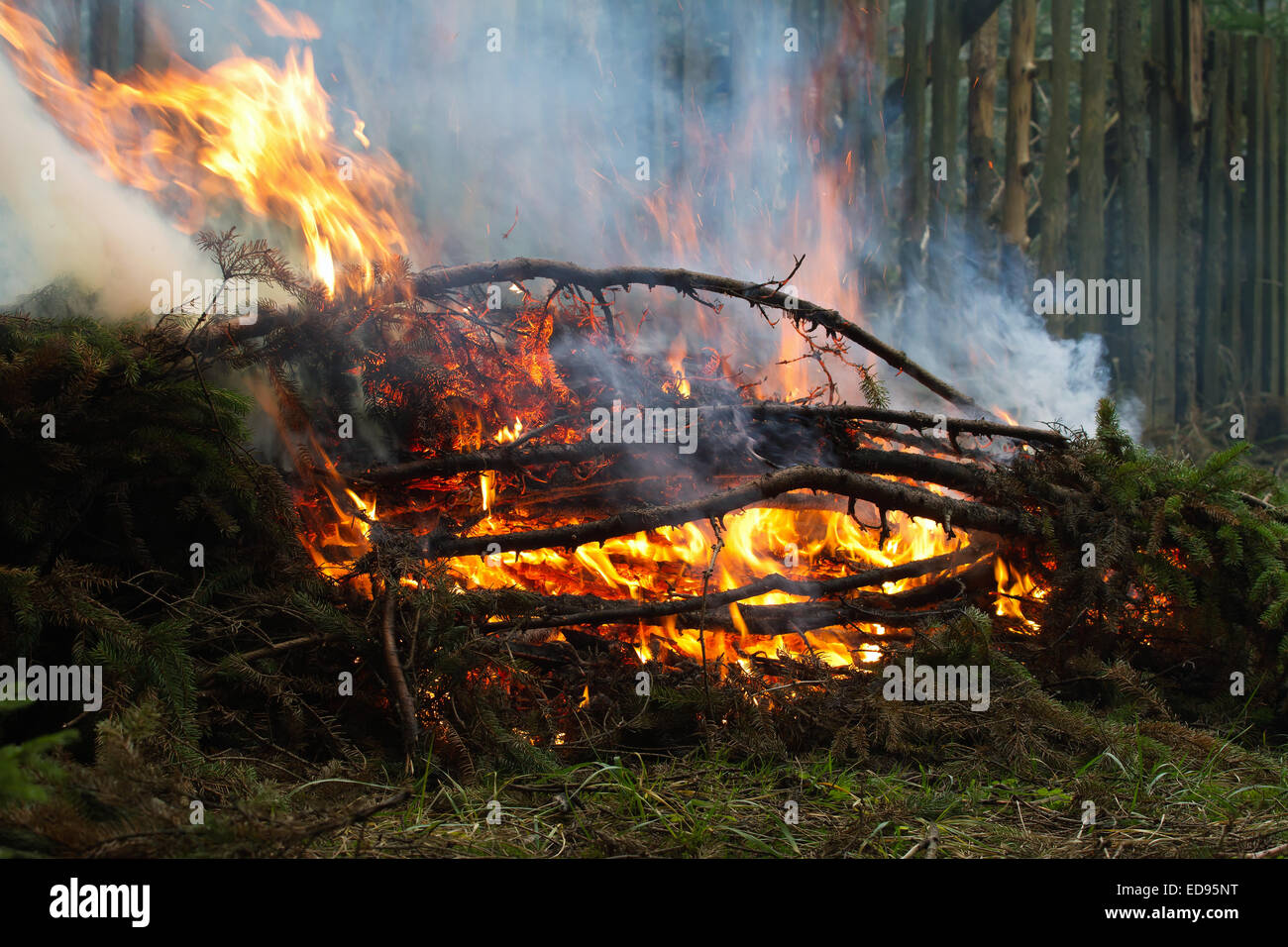 Burning spruce branches. Cleaning the forest Stock Photo Alamy