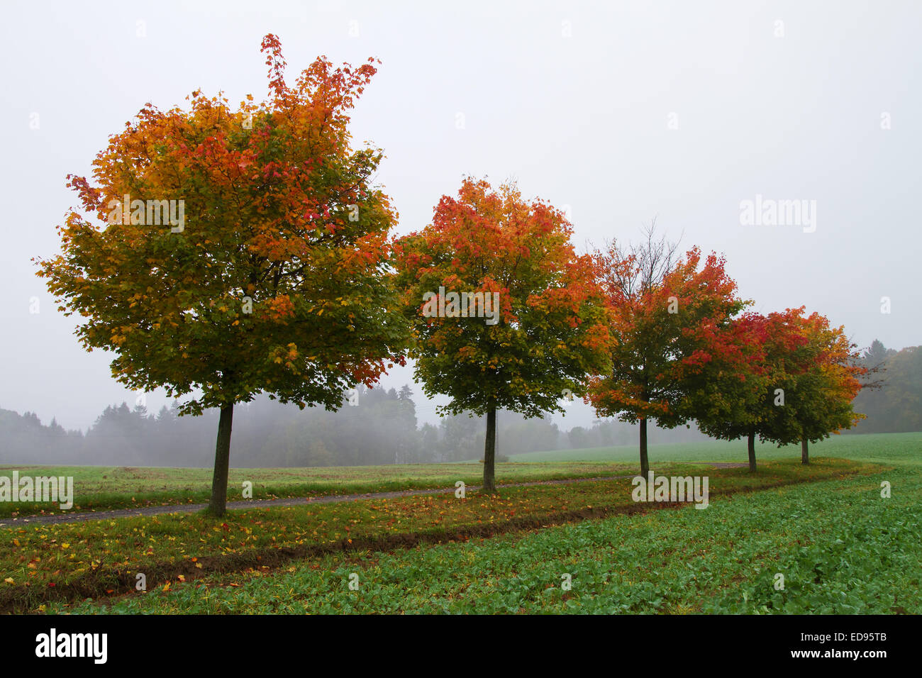 Colorful trees in autumn Stock Photo - Alamy