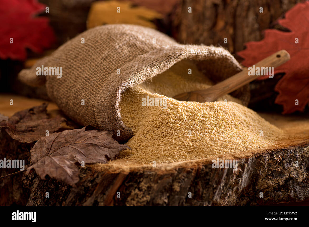 A burlap bag of delicious natural maple sugar in a maple forest setting. Stock Photo