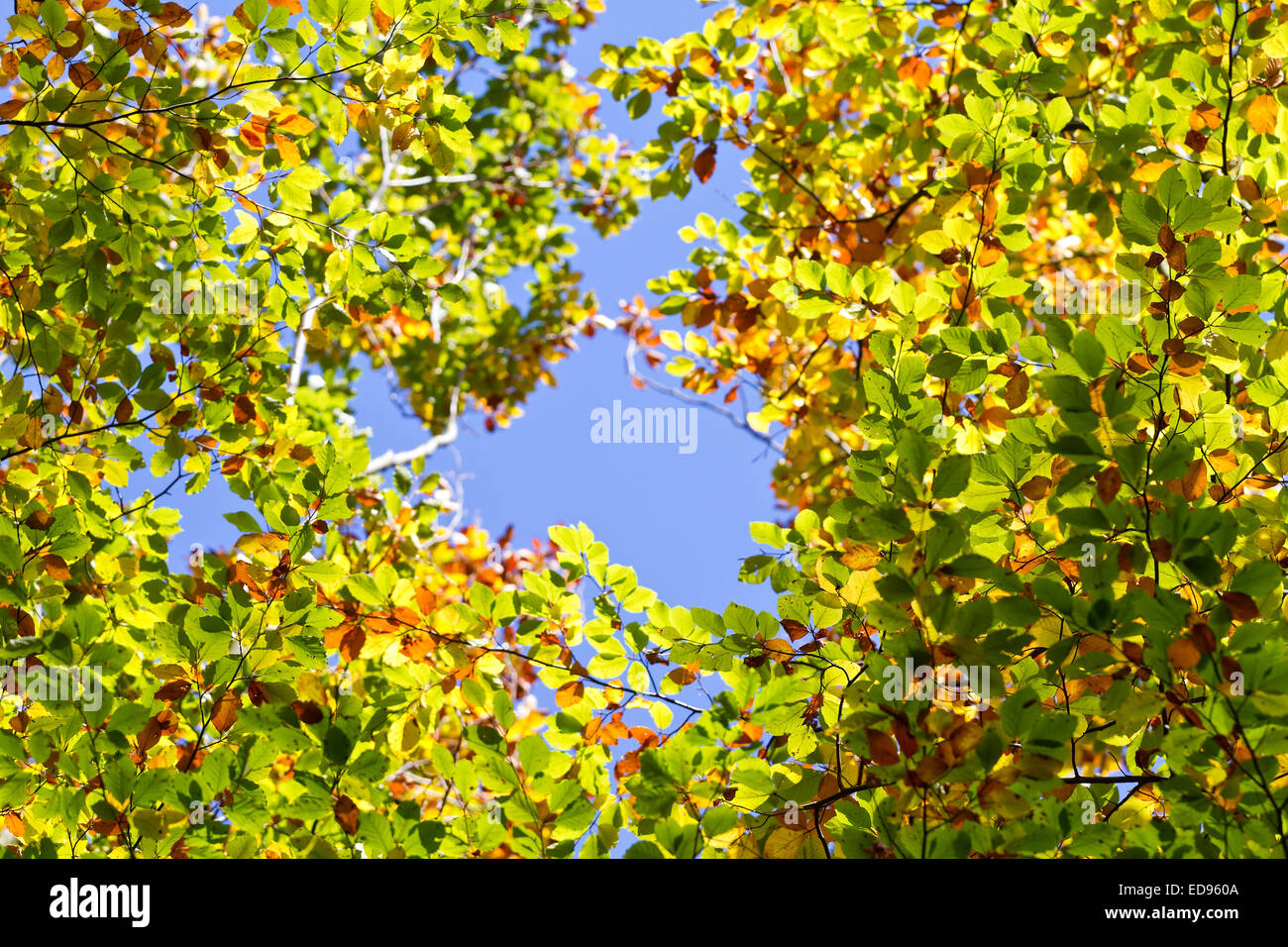 Autumn leaves with the blue sky background Stock Photo - Alamy