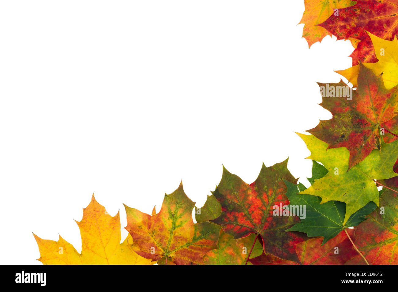 Autumn backdrop - frame composed of colorful autumn leaves over white ...
